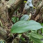 Stanhopea hernandezii Hoja