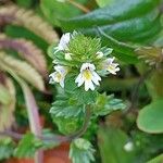 Euphrasia stricta പുഷ്പം