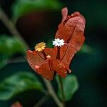 Bougainvillea × buttiana Blüte