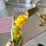 Senna didymobotrya Flower
