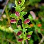 Salix caesia Fula