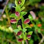 Salix caesia Flower