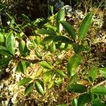 Kalmia latifoliaLeaf