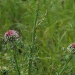 Carduus nutans Flower