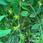 Hypericum kouytchense Likasa