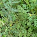 Corydalis cheilanthifolia Blad