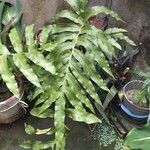 Phlebodium decumanum Leaf
