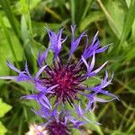 Centaurea montana Λουλούδι