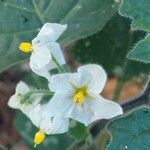 Solanum villosum Flor