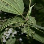 Miconia rubescens Drugo