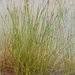 Eleocharis multicaulis Облик