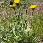 Hieracium alpinum Celota