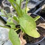 Ptilotus extenuatus Hoja