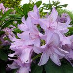 Rhododendron catawbiense Flower