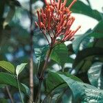 Isertia spiciformis Flower