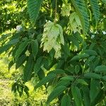 Carpinus japonica ഫലം