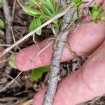 Salix breviserrata 樹皮