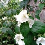 Philadelphus × virginalisFlower