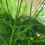 Scirpus atrovirens 叶