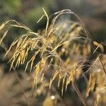 Celtica gigantea 花