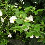 Thunbergia erecta Fleur