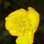 Ranunculus bulbosus Flower