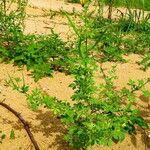 Cleome viscosa Habit