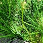 Peucedanum palustre Leaf