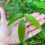 Desmodium paniculatum Leaf