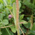 Campanula barbata Casca