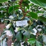 Camellia japonica Blatt