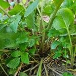 Arctium minusপাতা