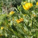 Grindelia integrifolia 整株植物