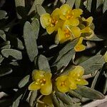 Thymelaea tinctoria 花
