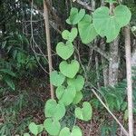 Aristolochia labiata List