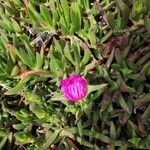 Carpobrotus acinaciformisFlower