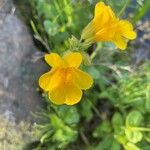 Erythranthe guttata Flower