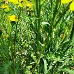 Senecio squalidus Ekosanga
