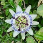 Passiflora caeruleaFleur