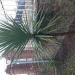 Cordyline australis Blad