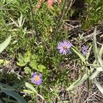 Symphyotrichum oblongifolium Flower