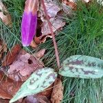 Erythronium dens-canisFlower