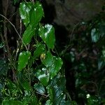 Aristolochia altissima Habit