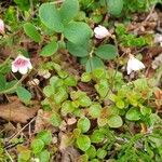 Linnaea borealis Folha