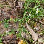 Symphyotrichum ericoidesBlad