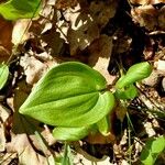 Maianthemum bifolium Лист