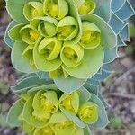 Euphorbia myrsinites പുഷ്പം