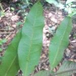 Talisia guianensis Leaf