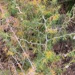 Asparagus albus 葉