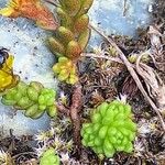 Sedum alpestre Blad